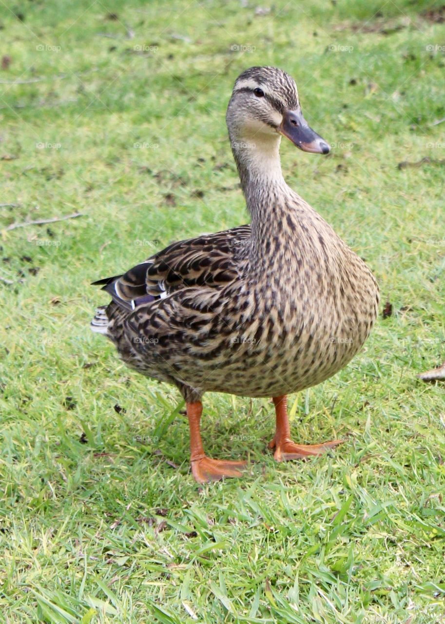Duck