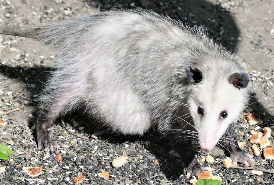 Pregnant Opossum 