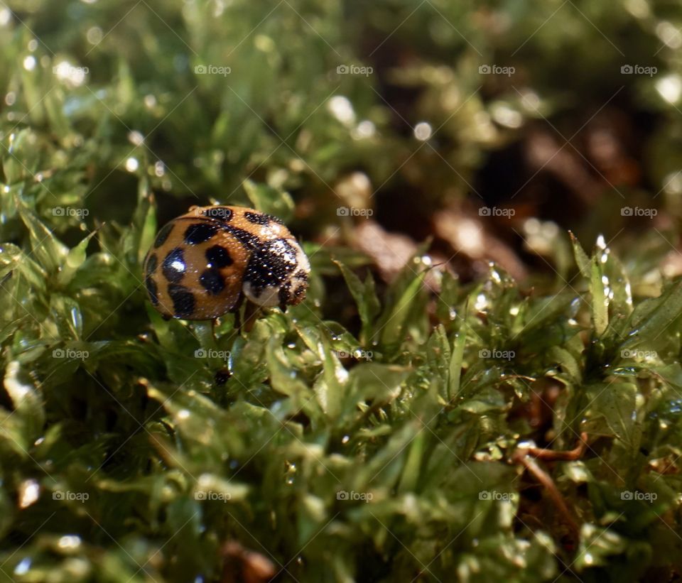 Ladybug covered in dew early morning.
