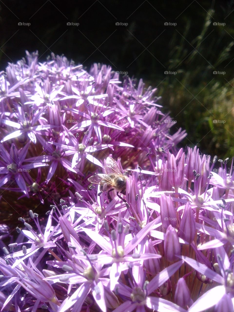 Bee at work. allium