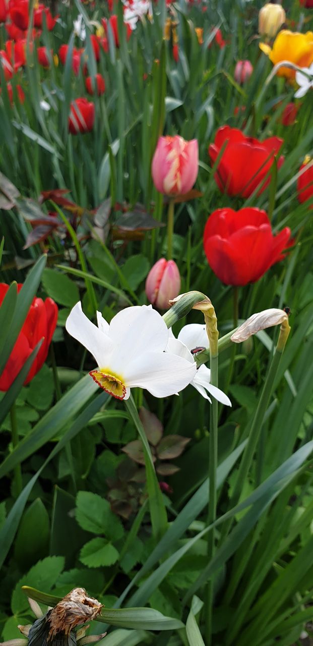 beautiful flowers