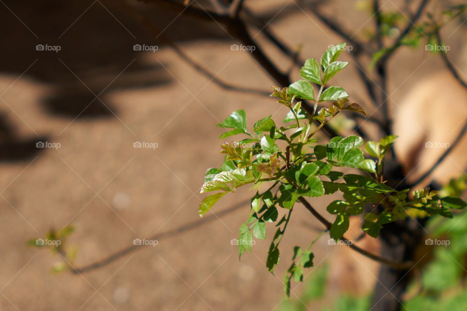 Close-up of plant