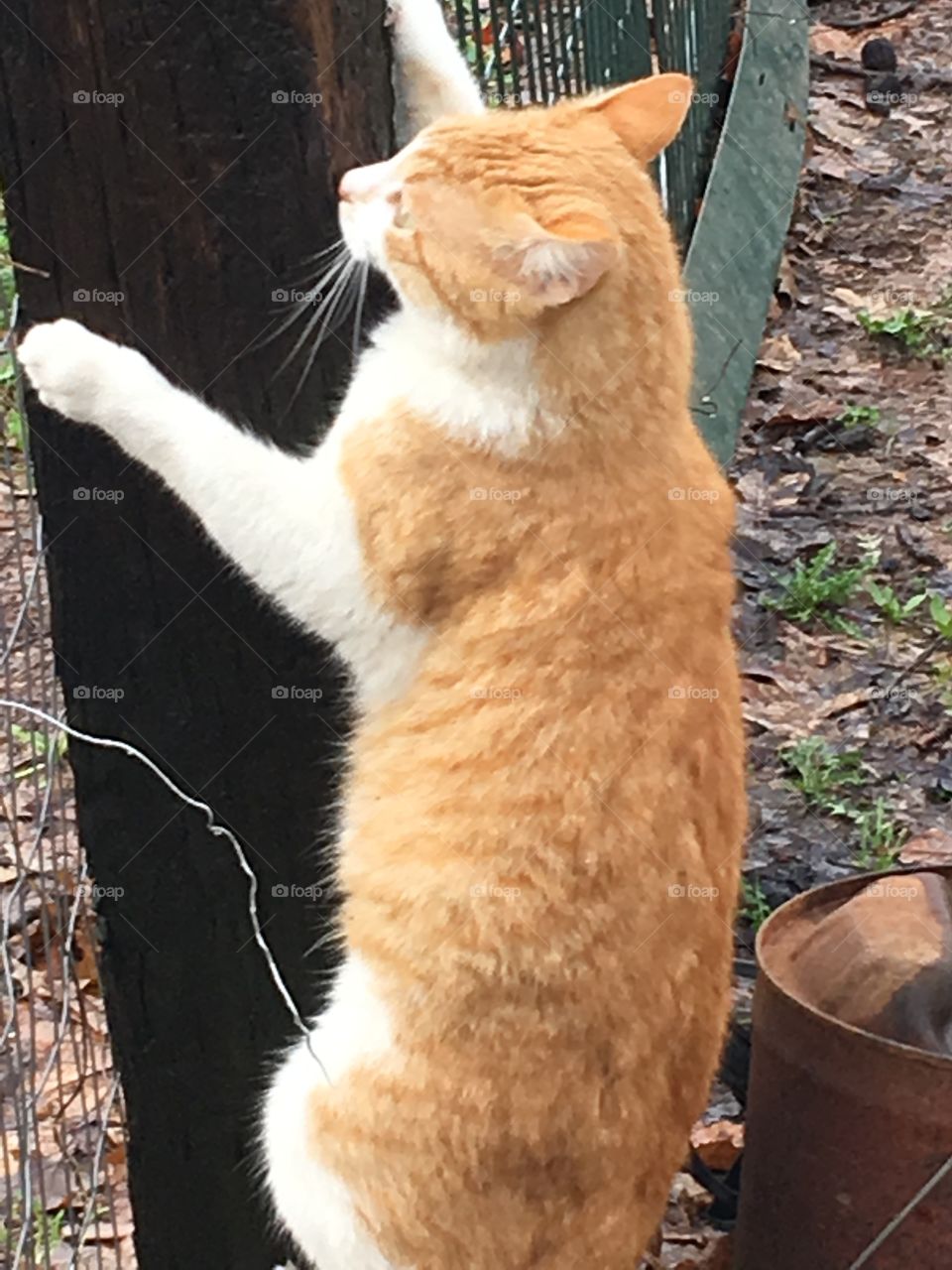 Tom making it over the fence and climbing down. Where’s there’s a will there’s a way!