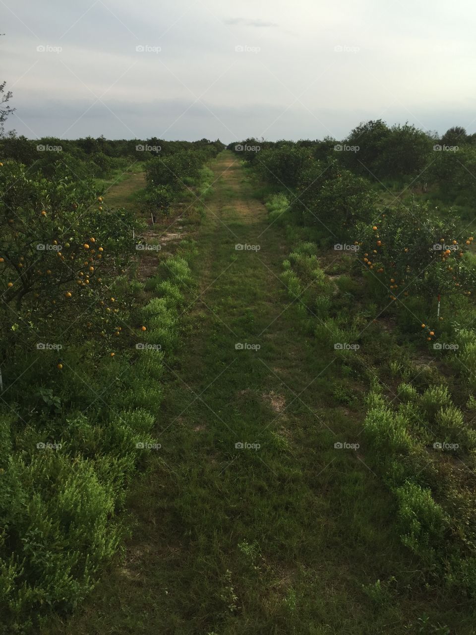 orange groves in Clermont, Florida 
