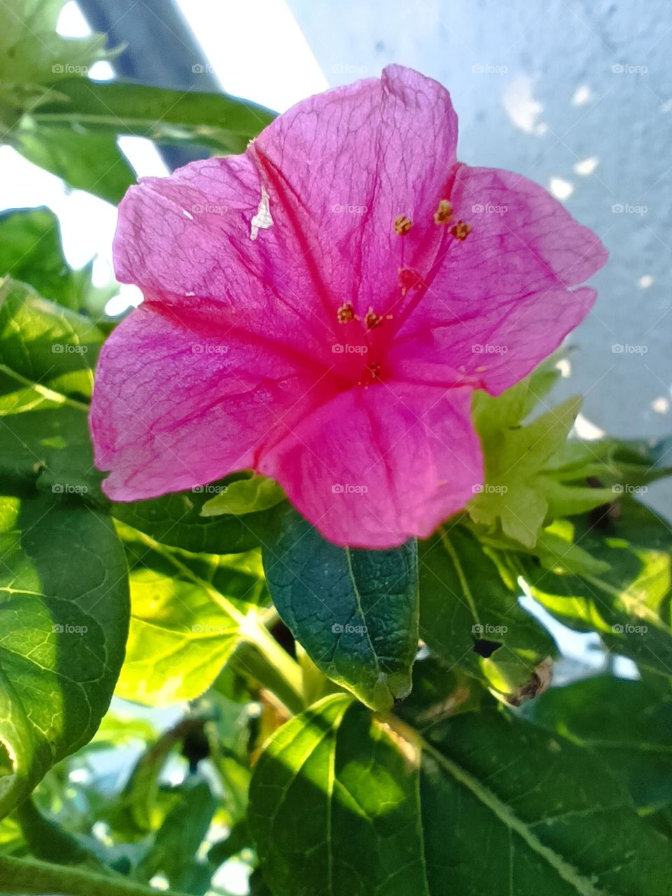 We always need a flower in our live. so here it is.