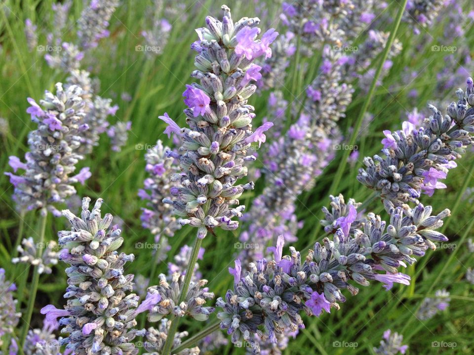 Lavender Forever. Lavender Flowers