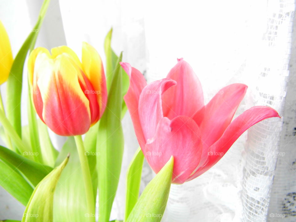 wonderful tulip