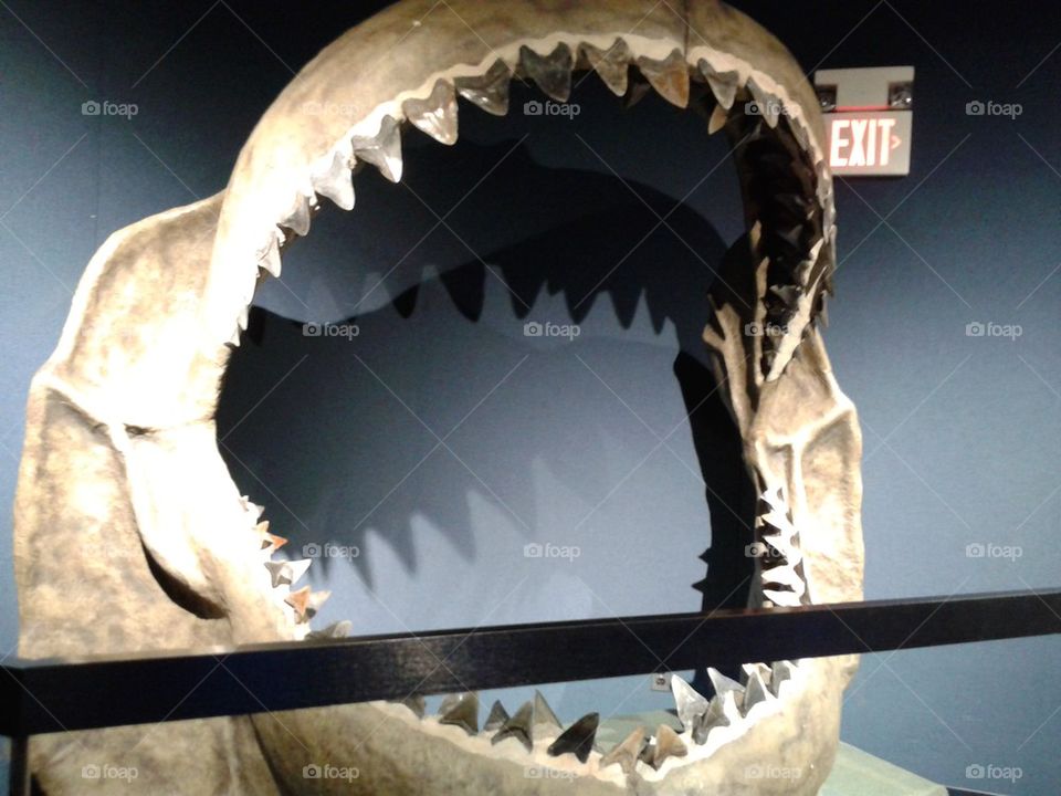 jaws of Magalodon