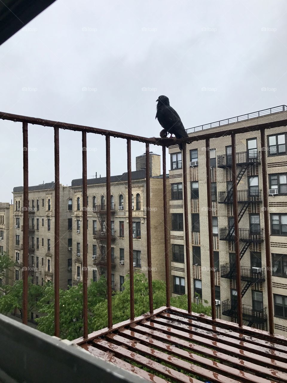 Rainy day fire escape pigeon in Washington Heights, New York, USA