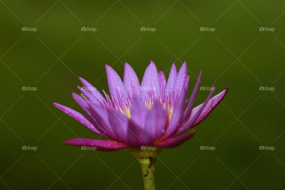 Close up photography of a lotus flower 