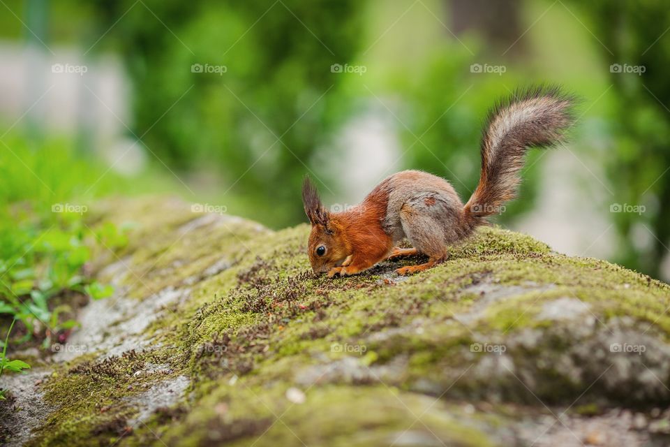 Nature, Squirrel, Wildlife, Mammal, Rodent