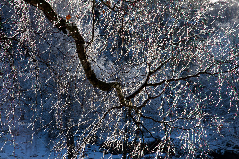 Tree branches with snow and ice on a cold winter day in sunshine - trädgrenar med snö och is en kall vinterdag i solsken 