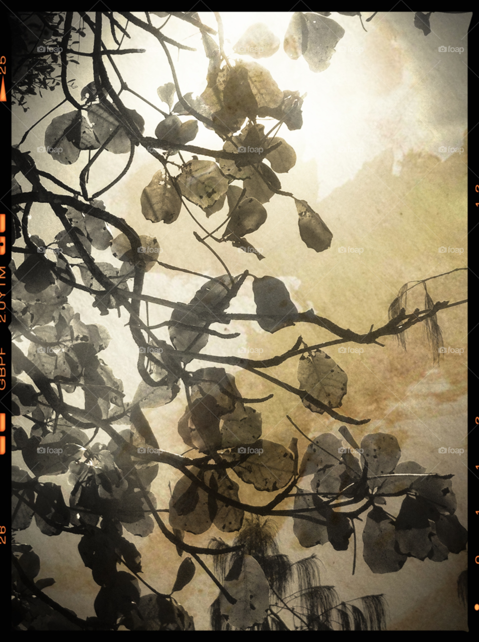 nature summer tree lights by MegTStewart