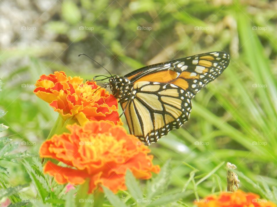 Nature, Butterfly, Summer, Insect, Flower