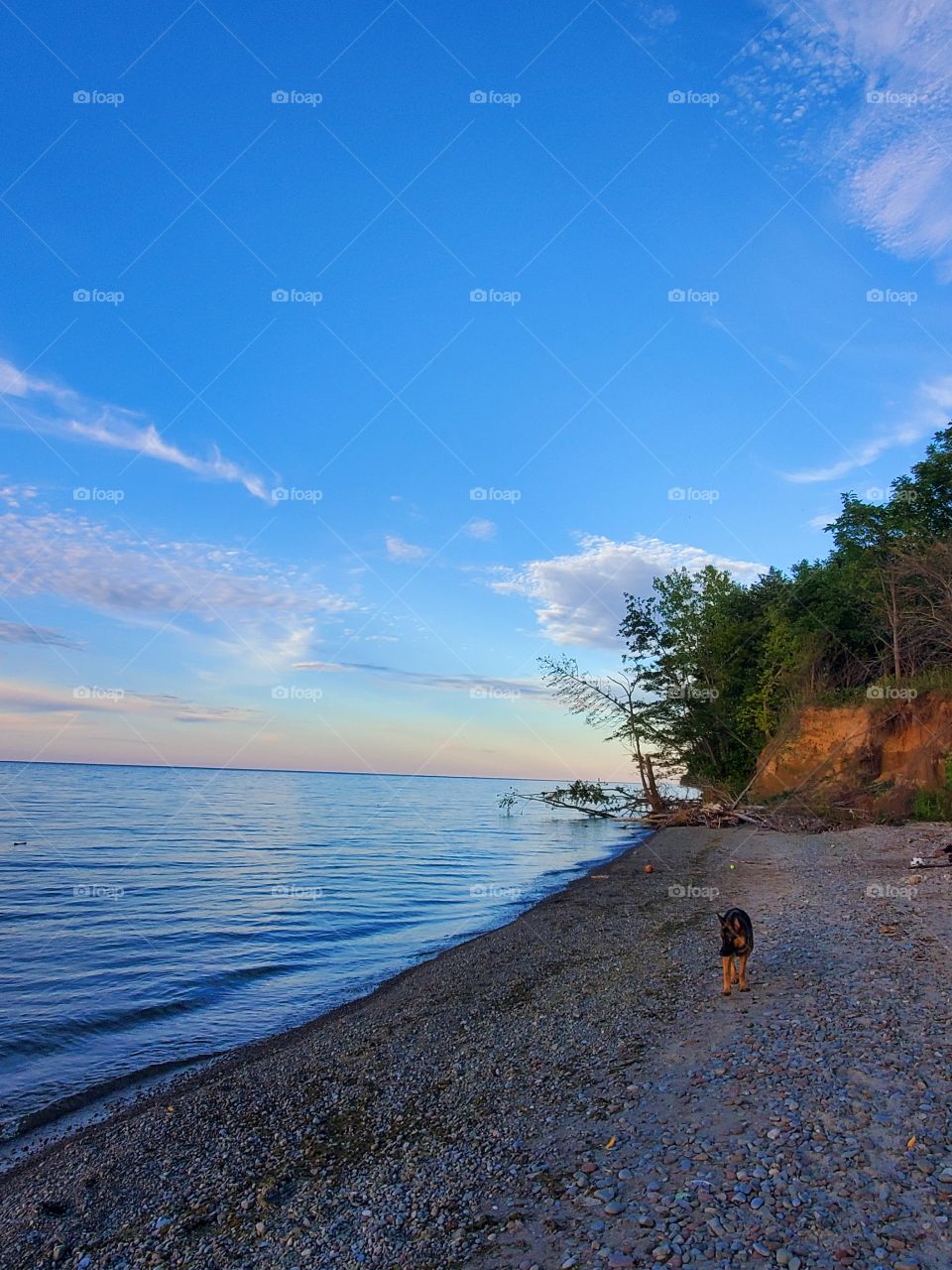 Beach days with with my buddy