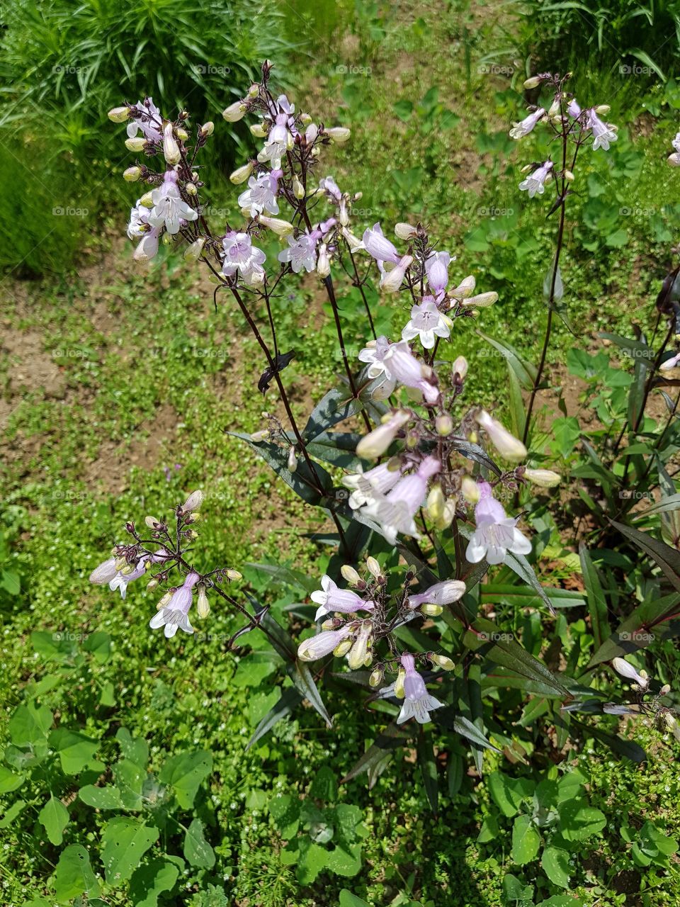 Nature flower at shiba,japan
