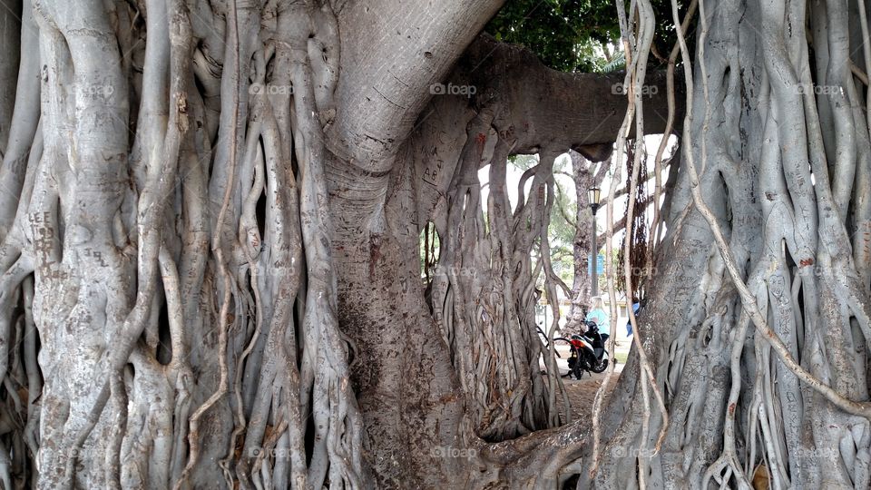 Ficus Tree