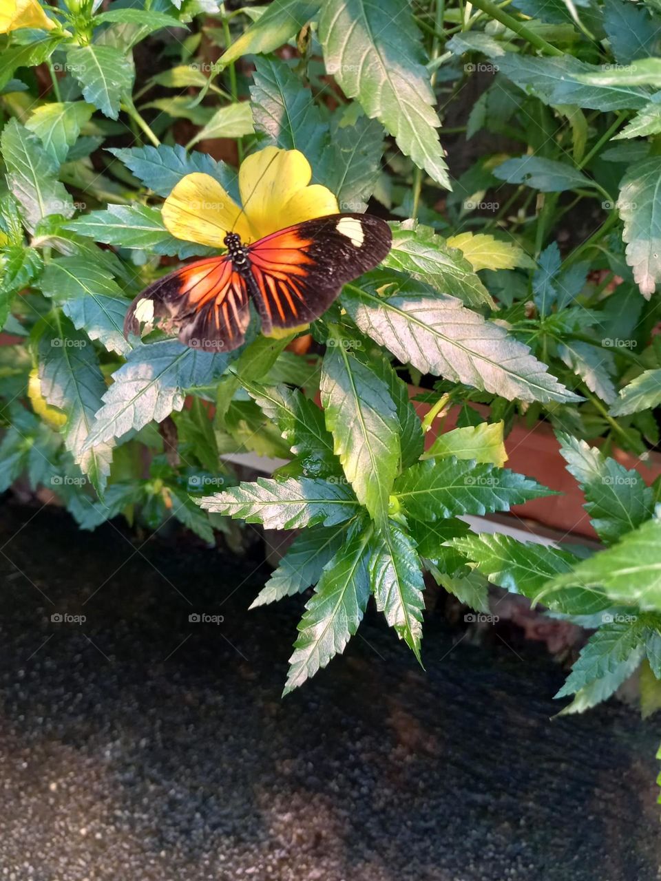 Beautiful Butterfly in the Garden