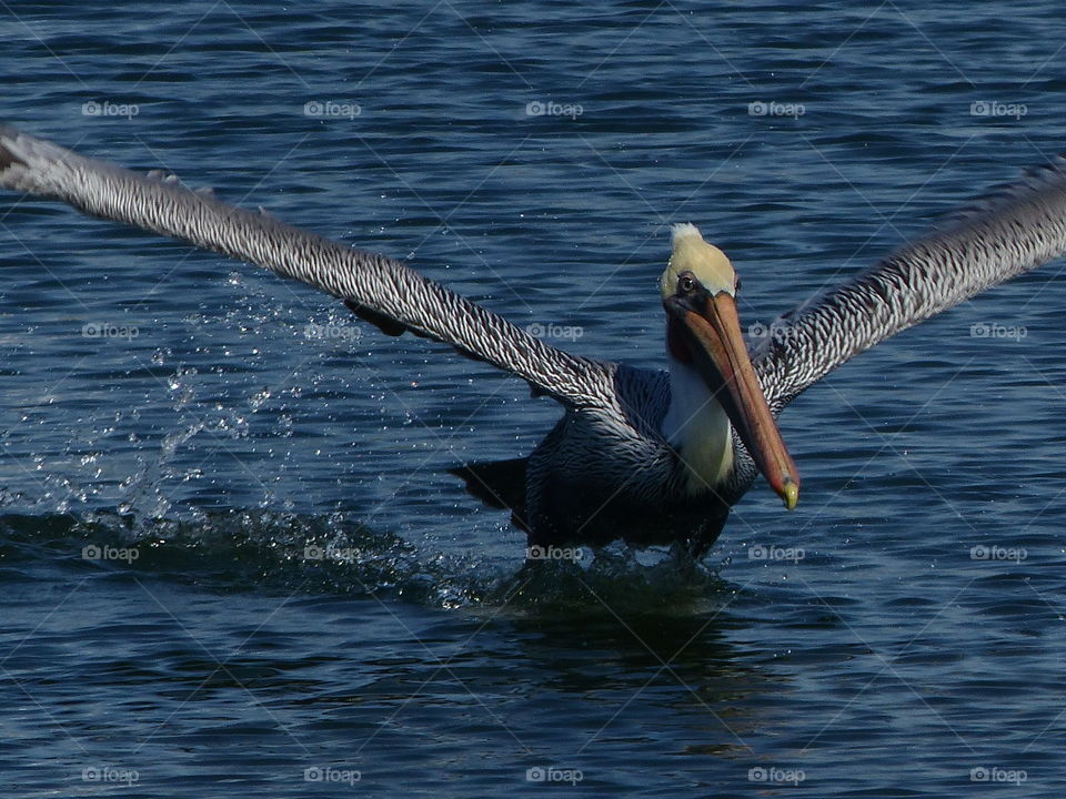 Pelican flying at you