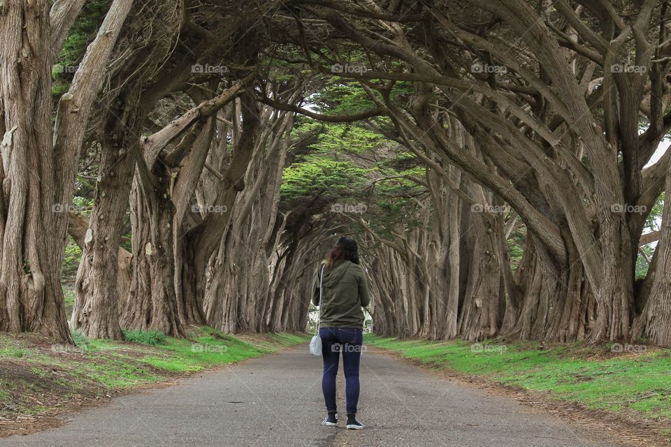 Tree, Travel, Road, Wood, Landscape