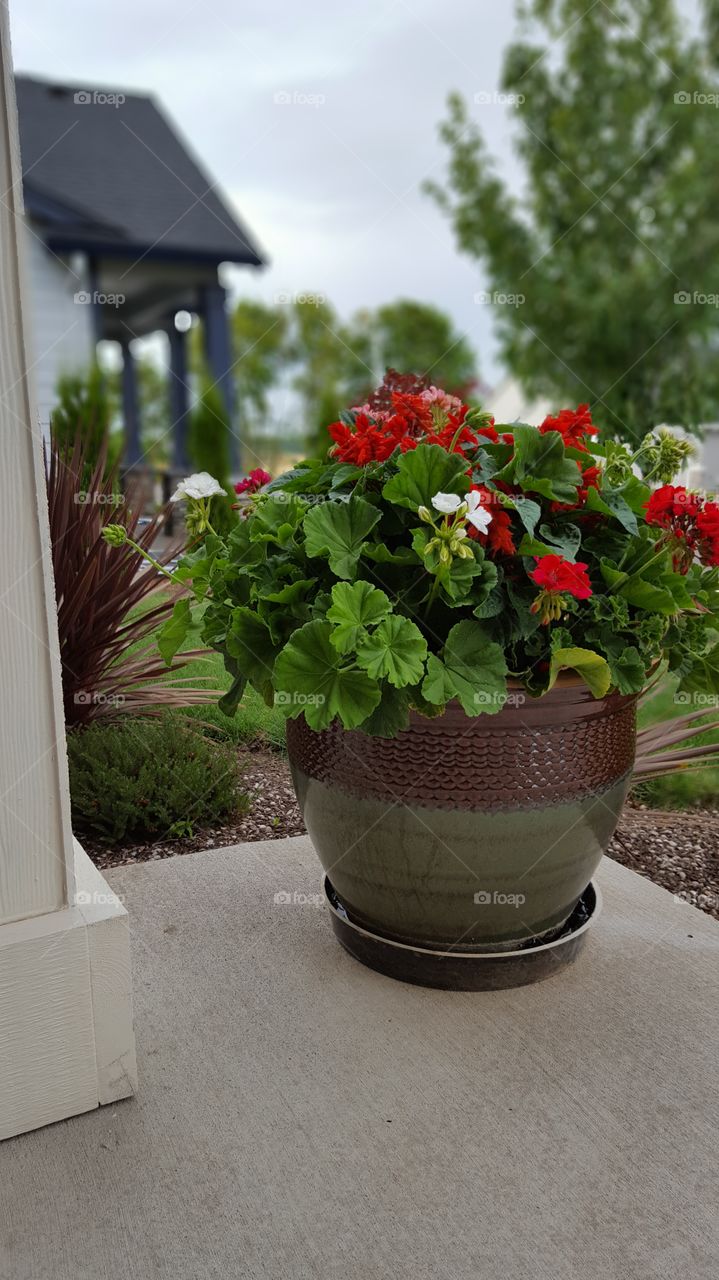 pot of geraniums