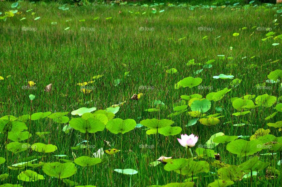 The lake of lotus.