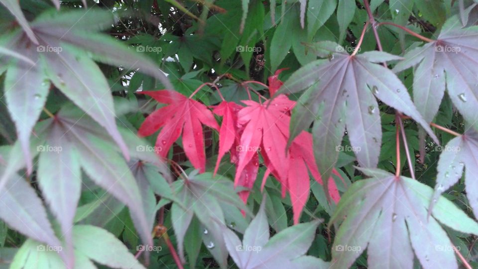 Japanese Maple leaves. Colorful Japanese Maple leaves