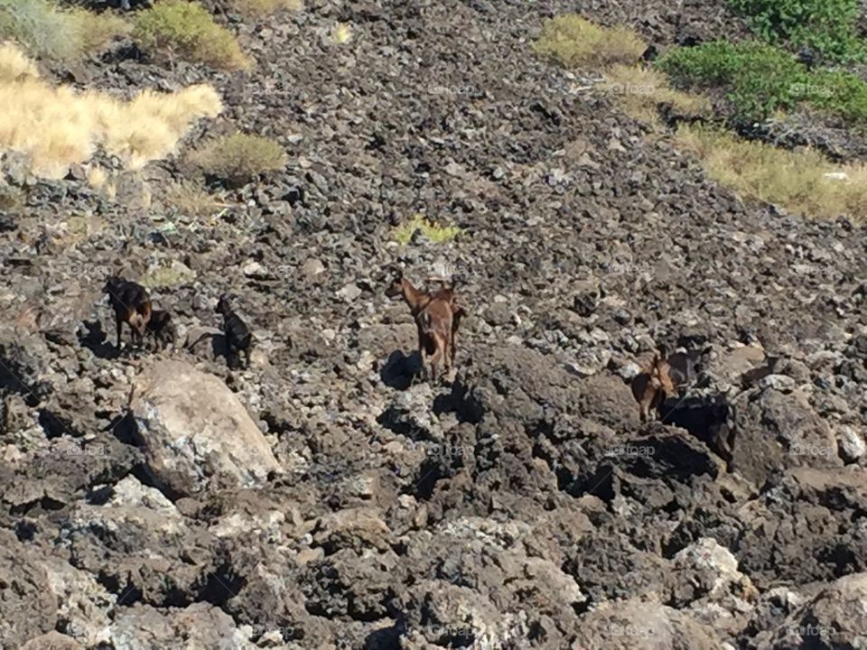 Mountain Goats with babies Kauila-Kona Hawaii. 