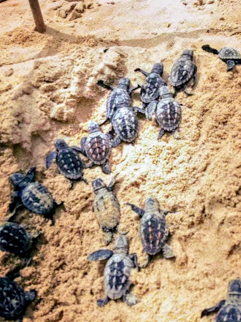 15 baby turtles on the beach sand