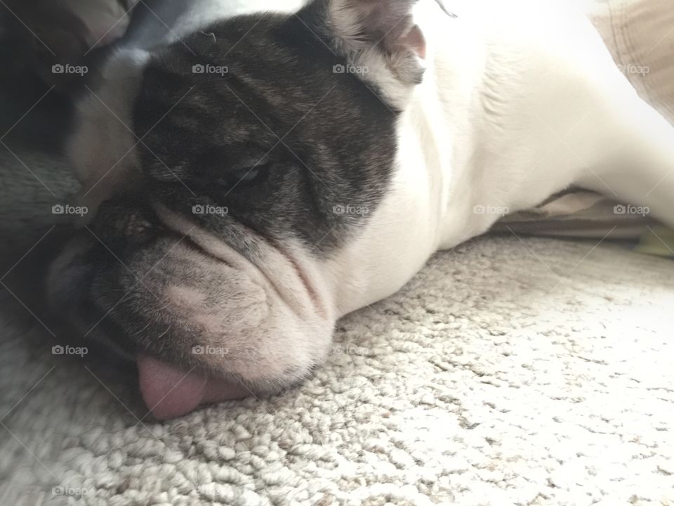English bulldog tiered from a long day of playing 