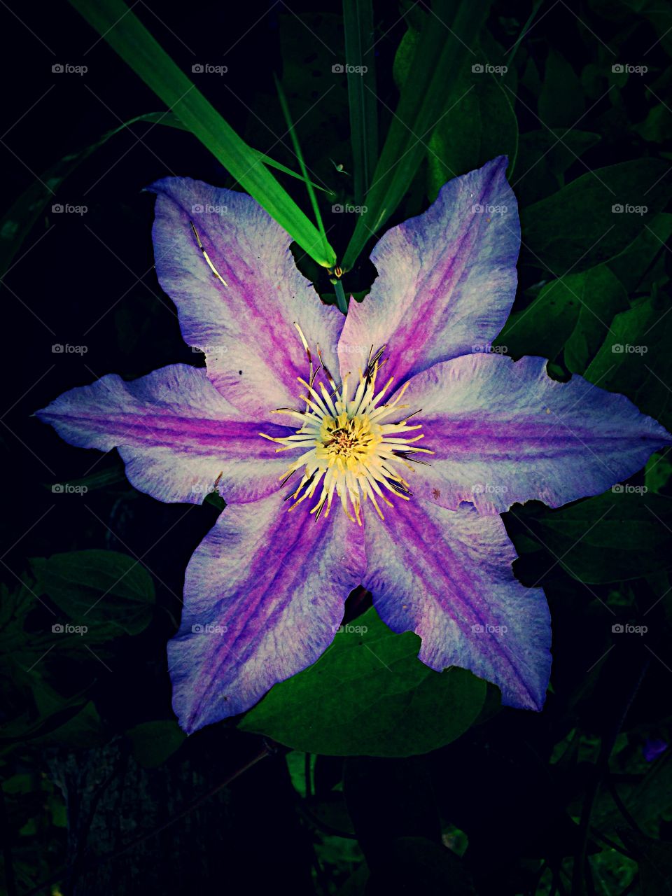 High angle view of Purple flower