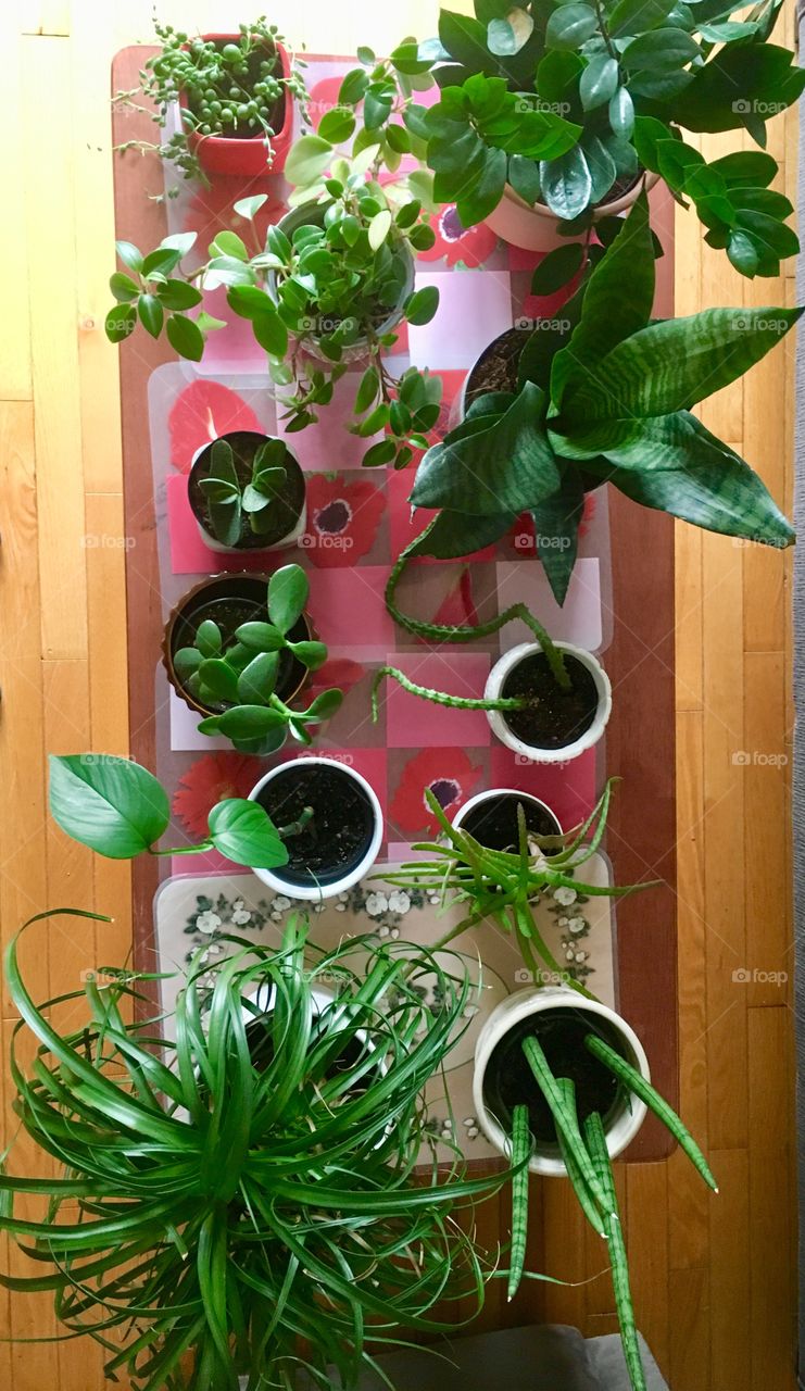 Houseplant assortment 