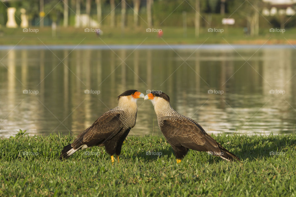 Caracara ( Polyborus plancus ).