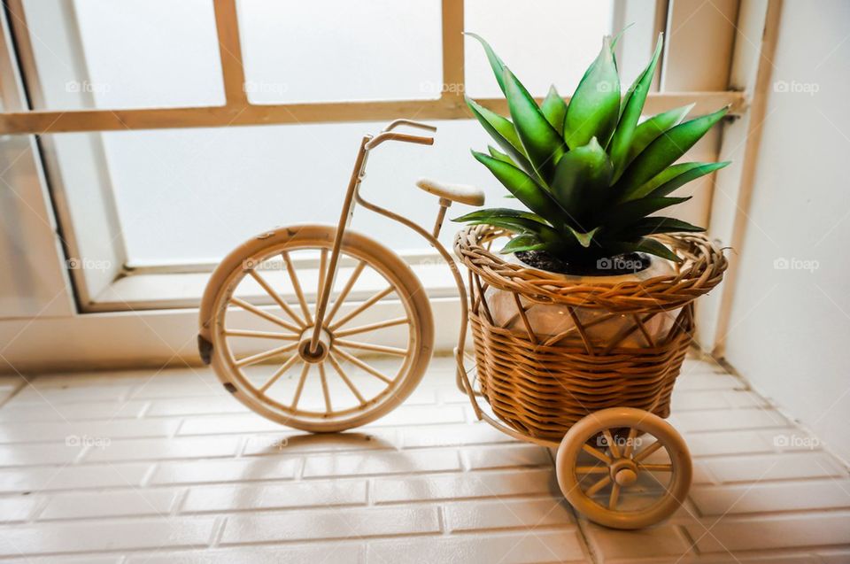 Bicycle plant pot by the window