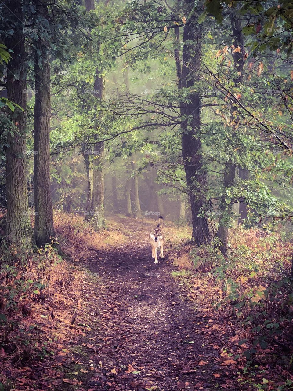  Wulf  Walking in the Autumn Forest Trail 