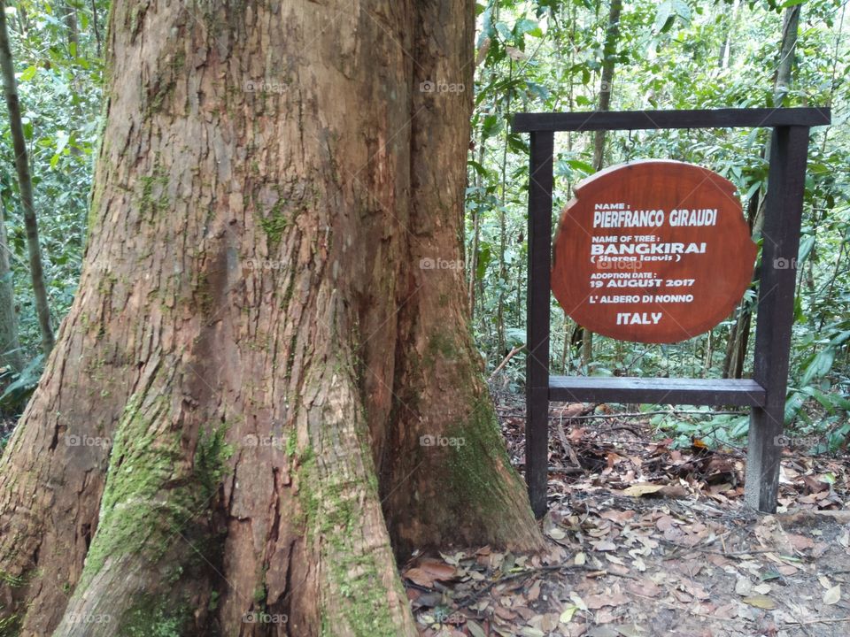 Tree or bengkirai
