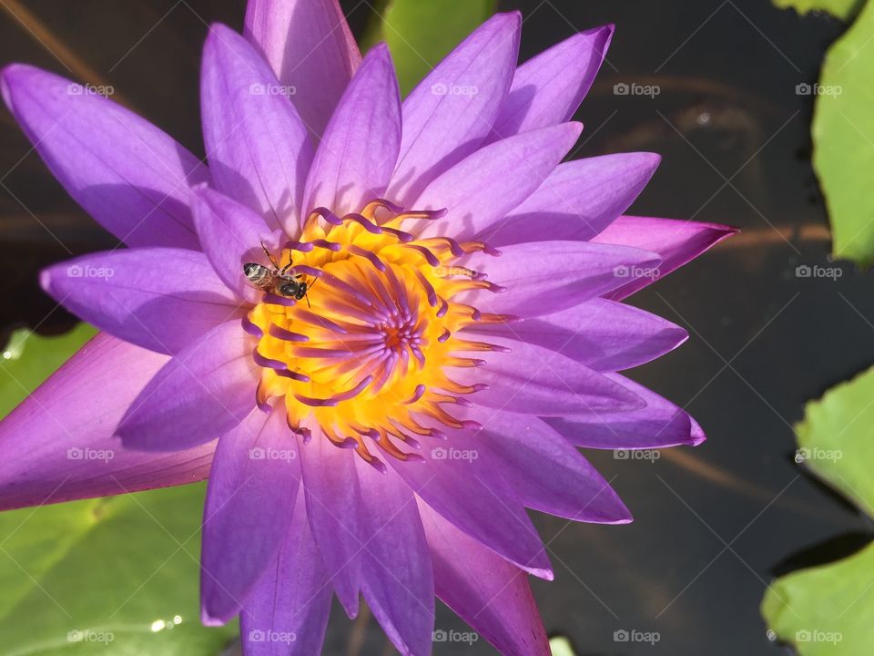 Lotus, Nature, Flower, Leaf, Pool