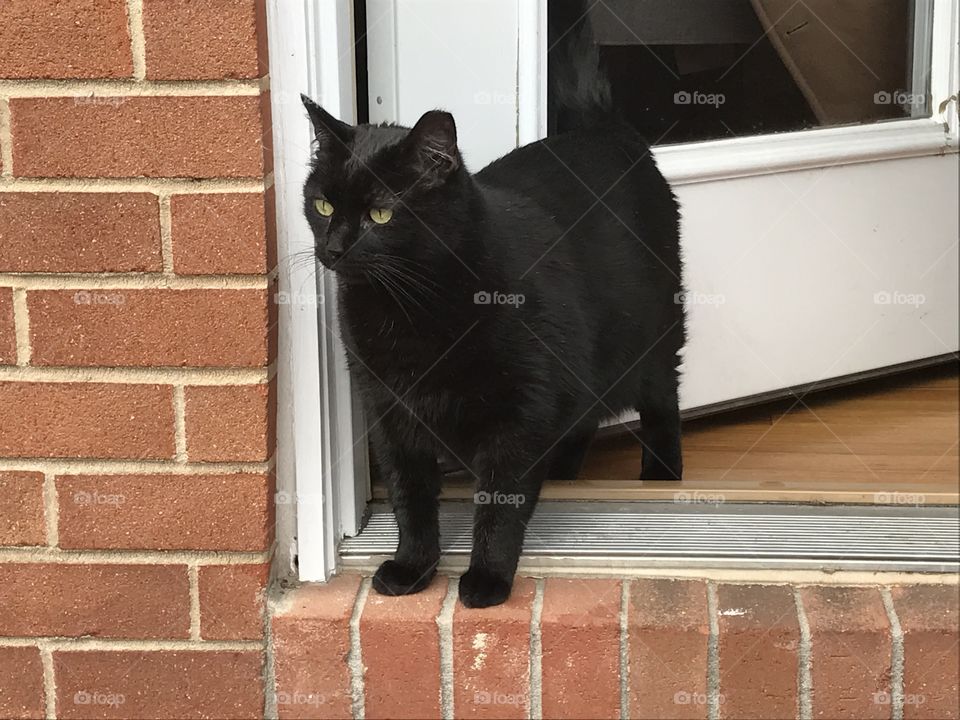 Beware of Black Cat: Small but mighty