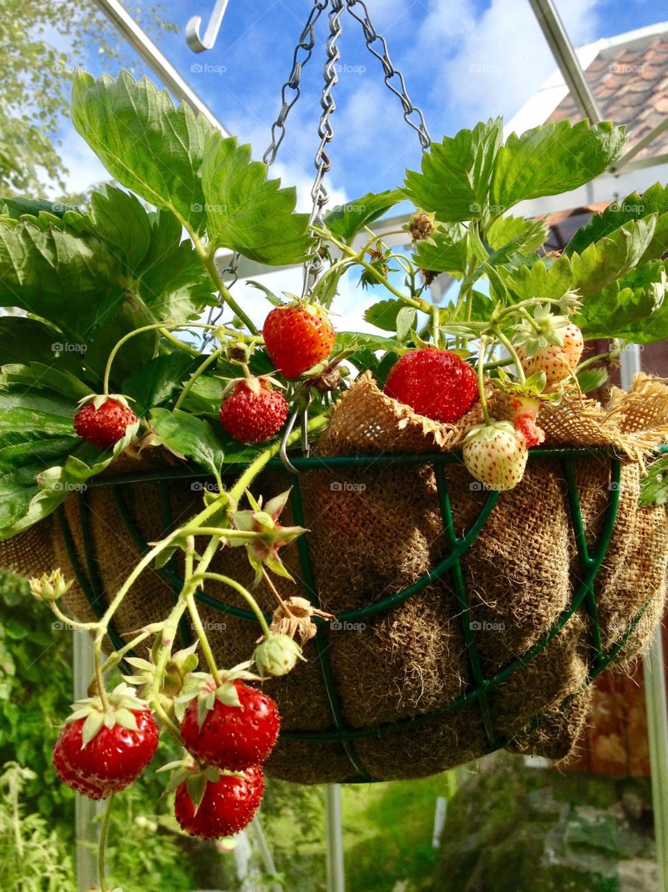 Fresh strawberries from the greenhouse