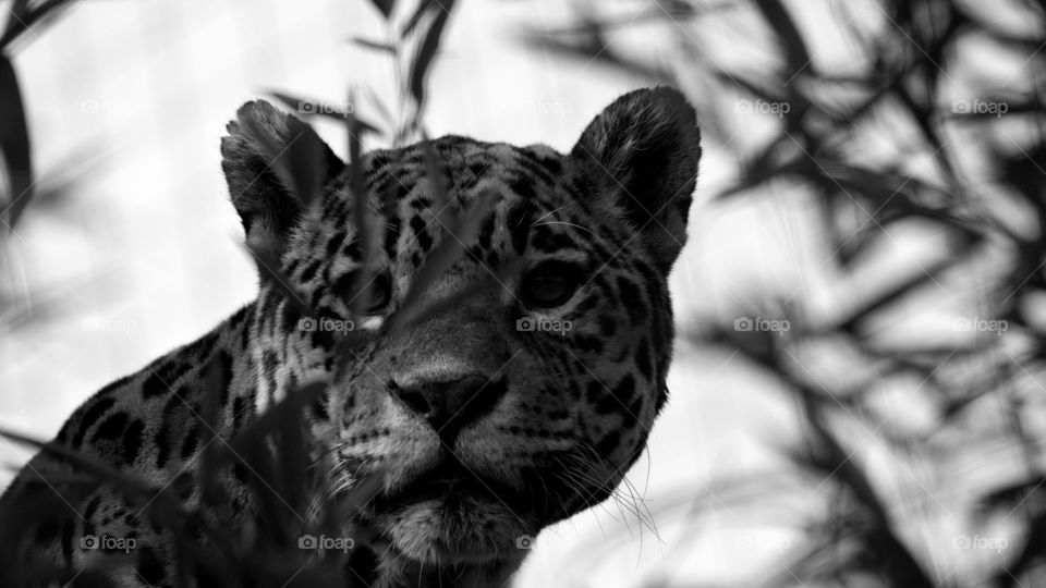 Leopard is watching you