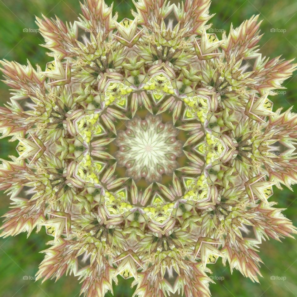 Wild grass mandala