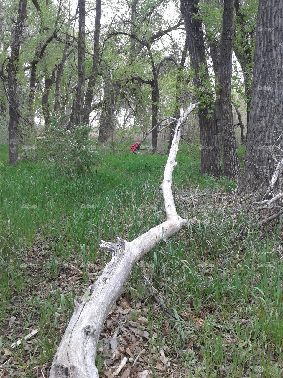 lost in the magical forest