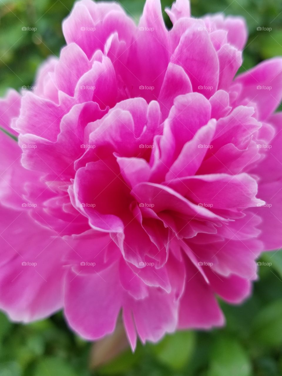 The Peony