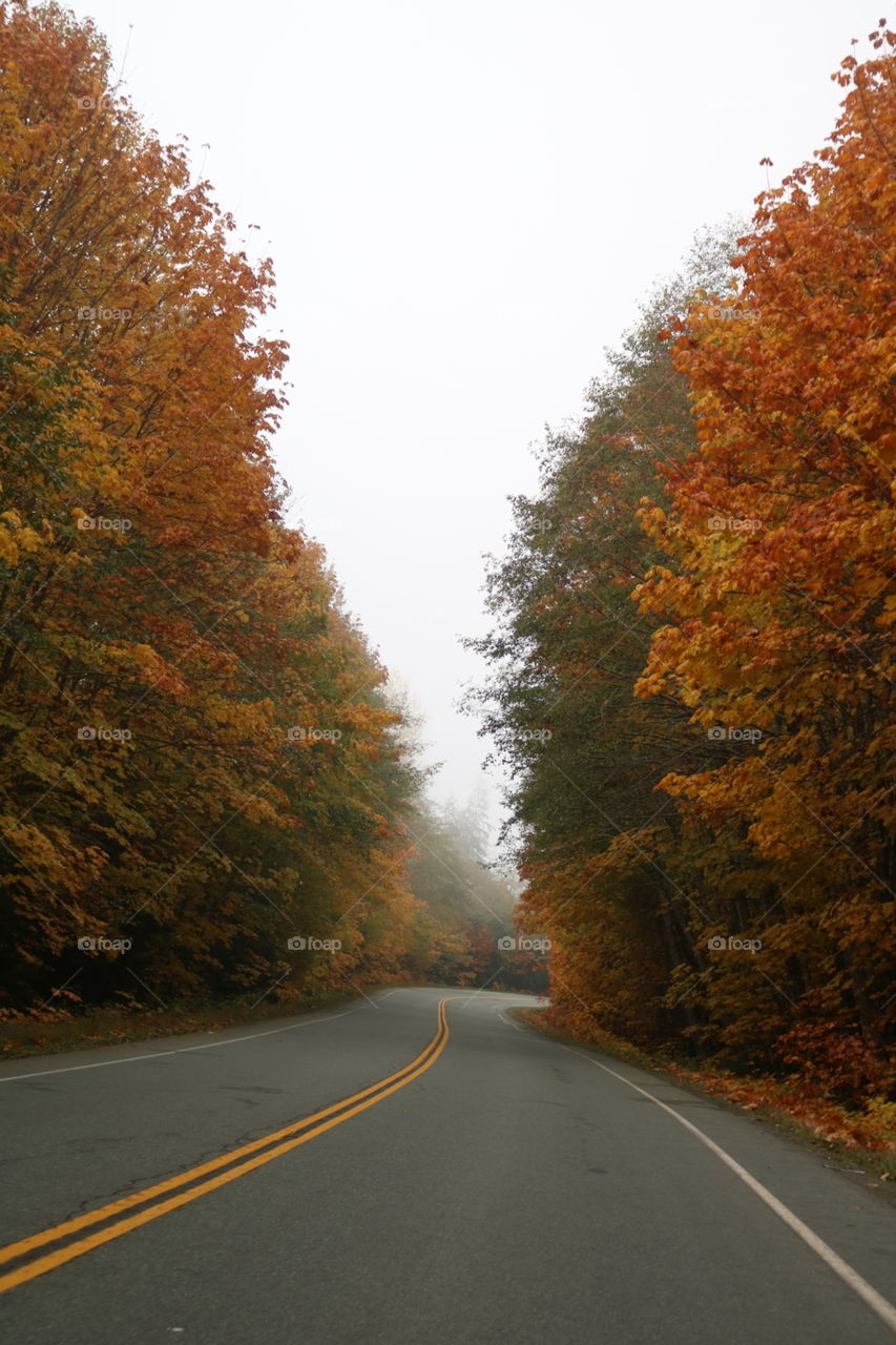 Fog between the trees