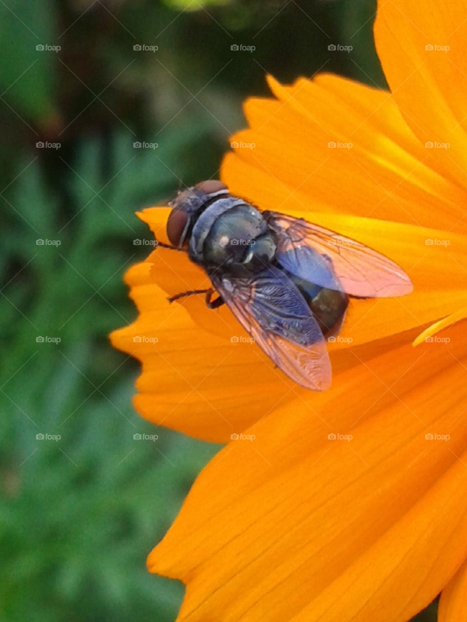 fly on the flower