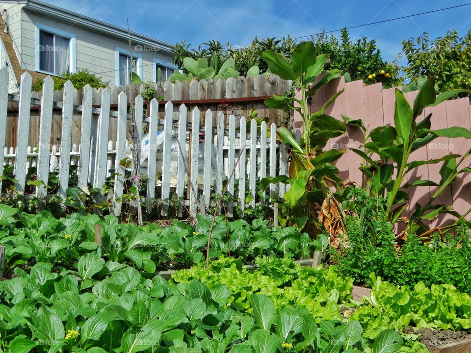 Urban Garden