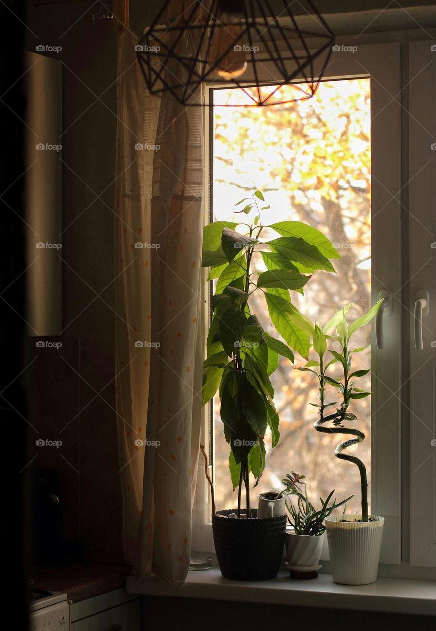 Avocado, bamboo and succulent on the windowsill