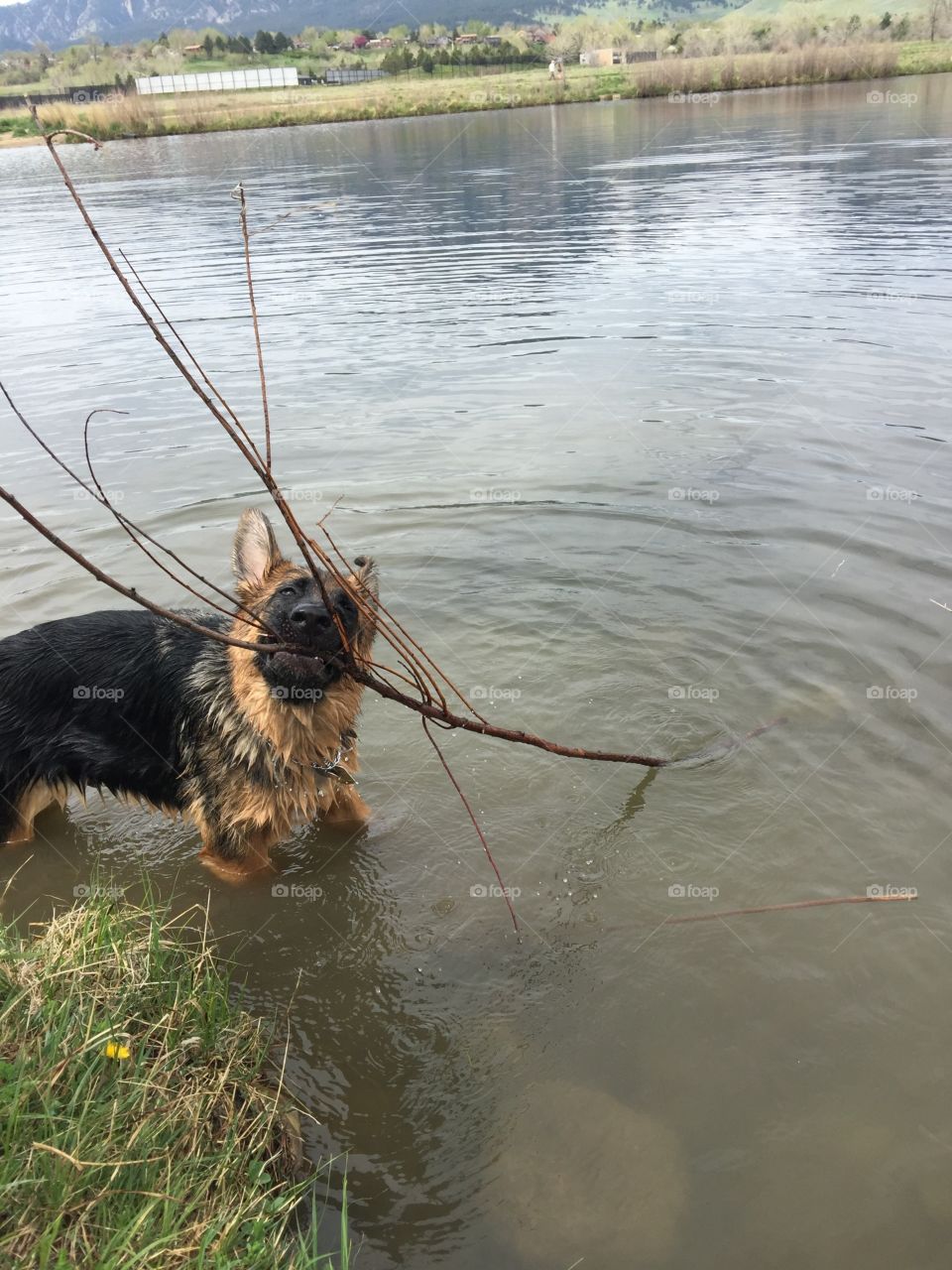A silly German Shepherd puppy with a stick, fresh out of the water. 