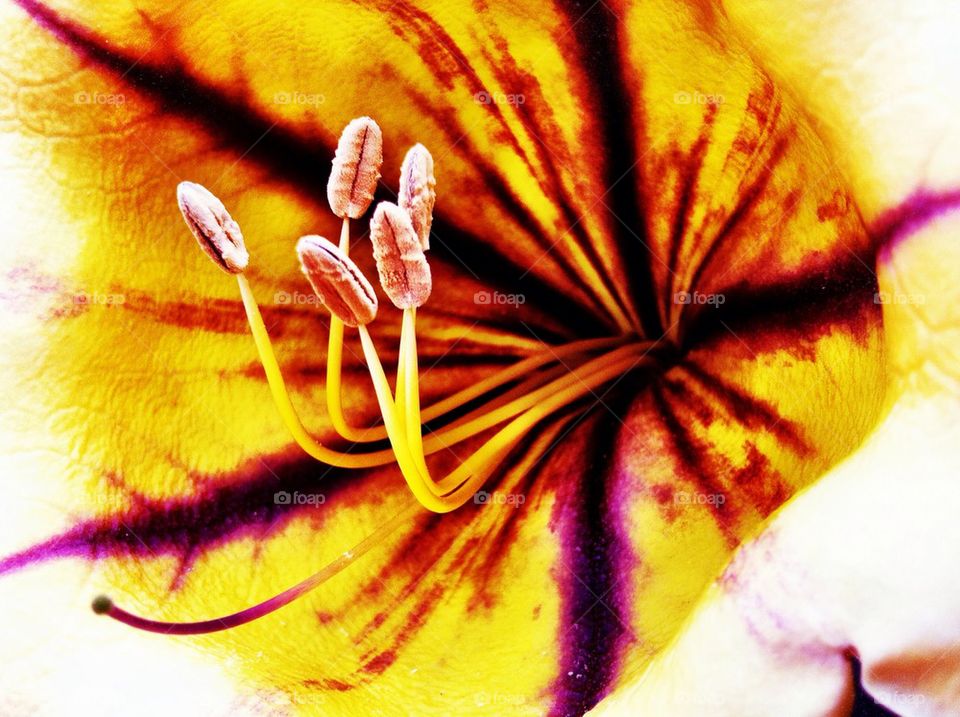 flower closeup detail zoom by rebelf