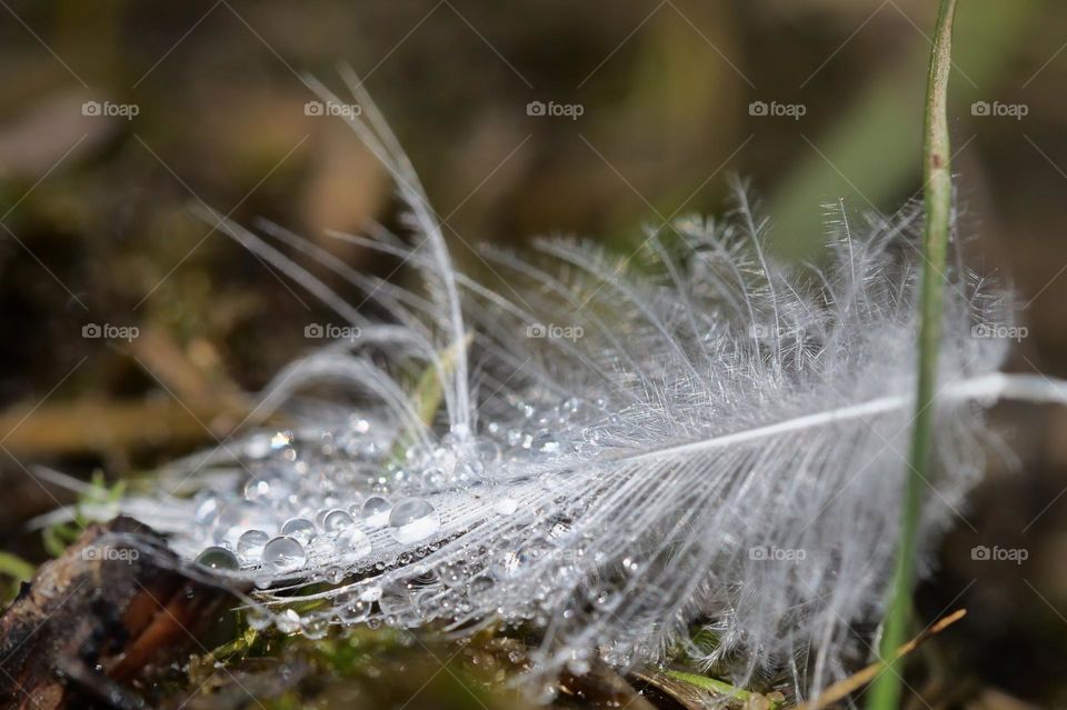 Wet small feather